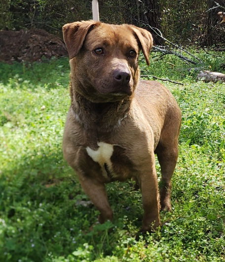 Terrier
