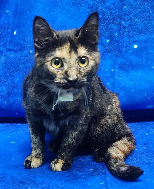 picture of the cat needing adoption