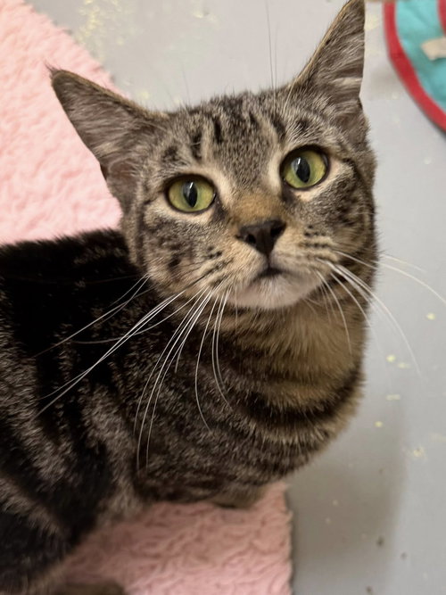 251617   Mercy, Adult Domestic Short Hair / Mixed (short coat), cat for adoption in Auburn, Alabama