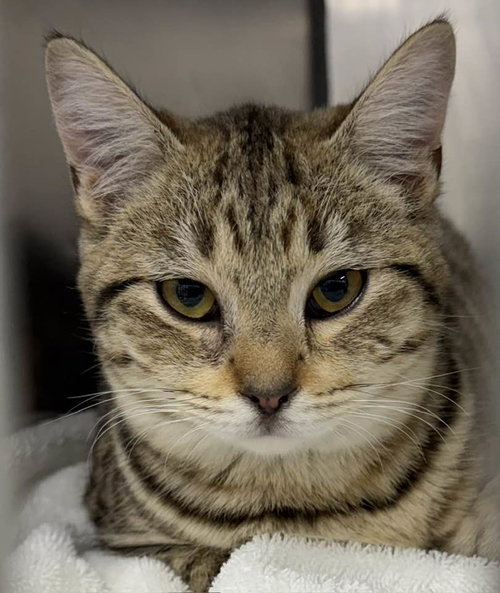 260301  Aubrey, Adult Domestic Short Hair / Mixed (short coat), cat for adoption in Auburn, Alabama