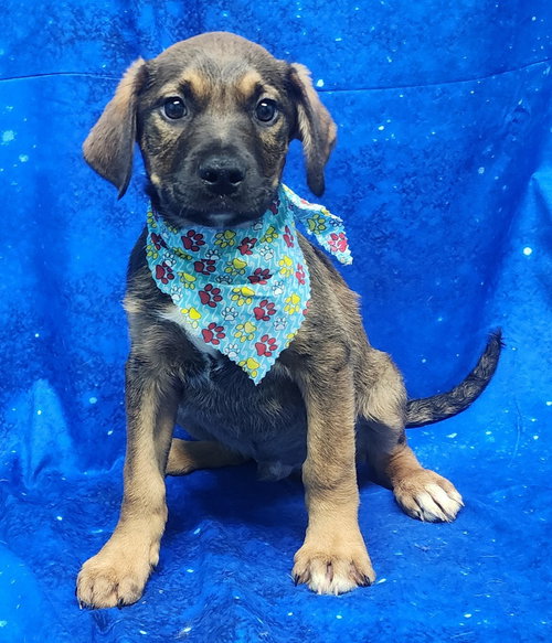 260304  Cooler, an adoptable Hound in Wetumpka, AL