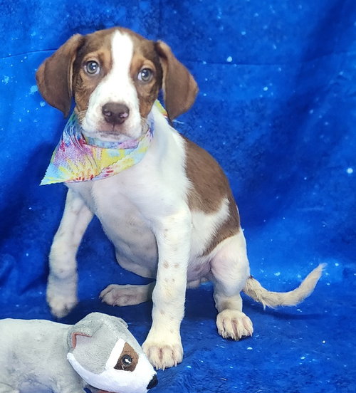 picture of the dog needing adoption