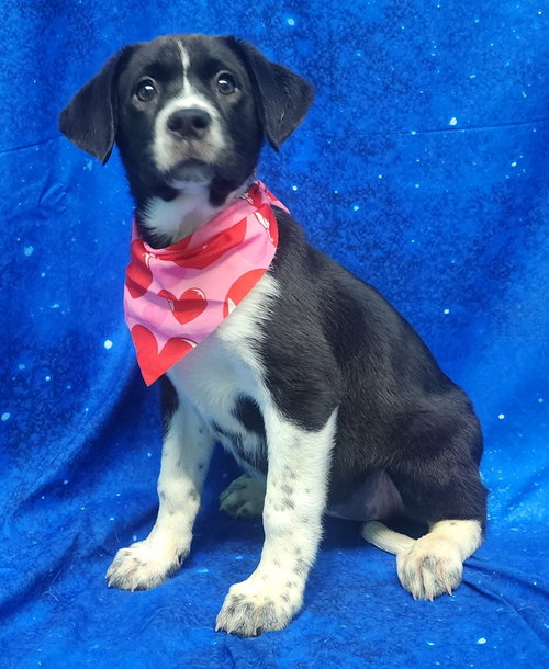 260304  Beamer, an adoptable Hound in Wetumpka, AL
