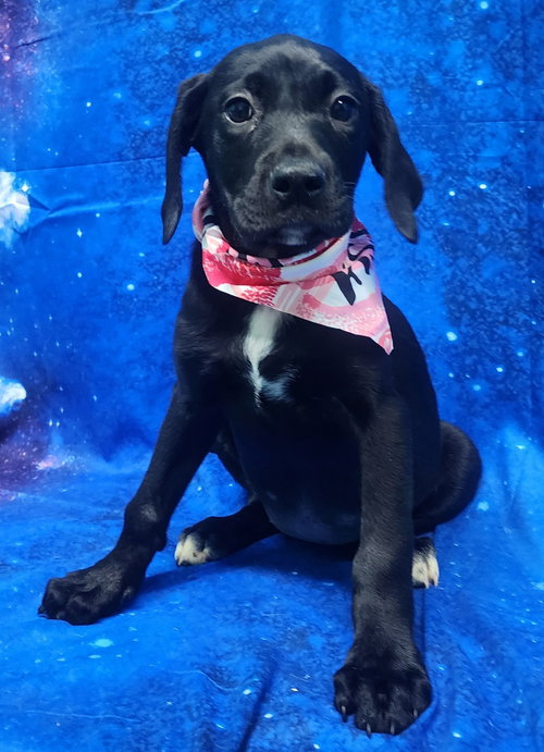 picture of the dog needing adoption