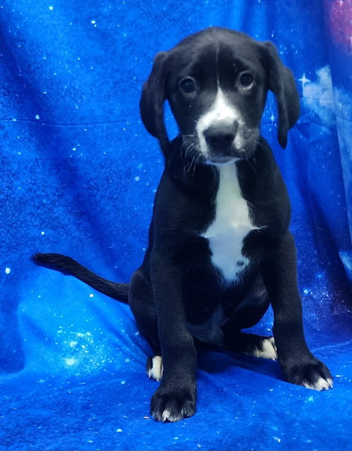 260278  Hibiscus, an adoptable Labrador Retriever in Wetumpka, AL