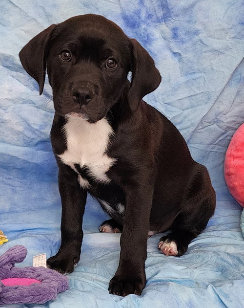 260233  Captain Caveman, an adoptable Labrador Retriever in Wetumpka, AL