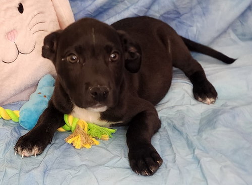 260343  Slater, an adoptable Labrador Retriever in Wetumpka, AL