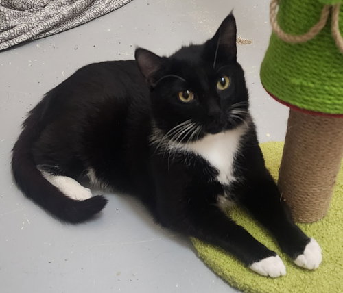 251730  Waldo, an adoptable Domestic Short Hair in Wetumpka, AL