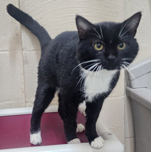 picture of the cat needing adoption