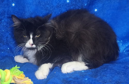 picture of the cat needing adoption