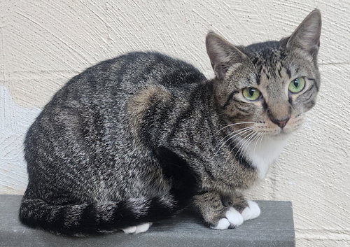 251733 Ivy, an adoptable Domestic Short Hair in Wetumpka, AL