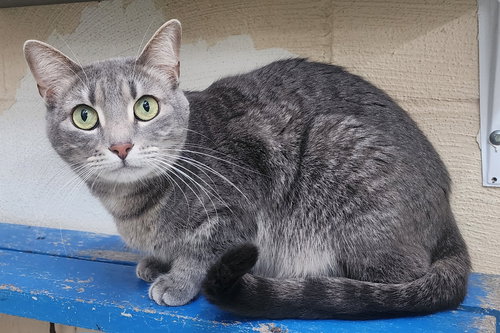picture of the cat needing adoption