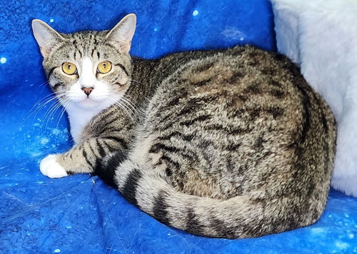 252053  Pikachu, an adoptable Domestic Short Hair in Wetumpka, AL