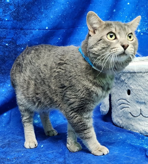260036  Stormy, an adoptable Domestic Short Hair in Wetumpka, AL
