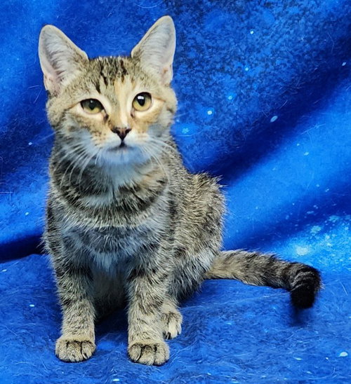 picture of the cat needing adoption