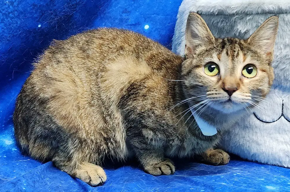 Chacha - Domestic Short Hair