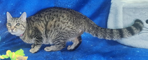 260146  Sweetie, an adoptable Domestic Short Hair in Wetumpka, AL