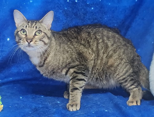 picture of the cat needing adoption