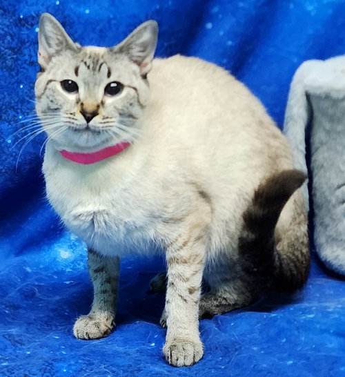 picture of the cat needing adoption