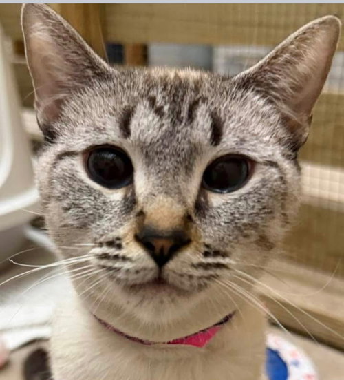 260194  Priscilla, Adult Domestic Short Hair / Mixed (short coat), cat for adoption in Auburn, Alabama