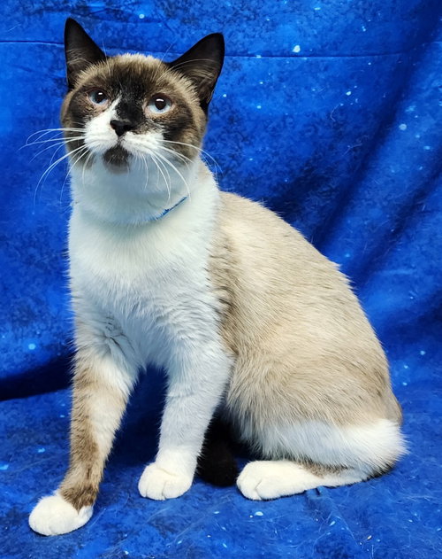 260217 Bandit, an adoptable Domestic Short Hair in Wetumpka, AL