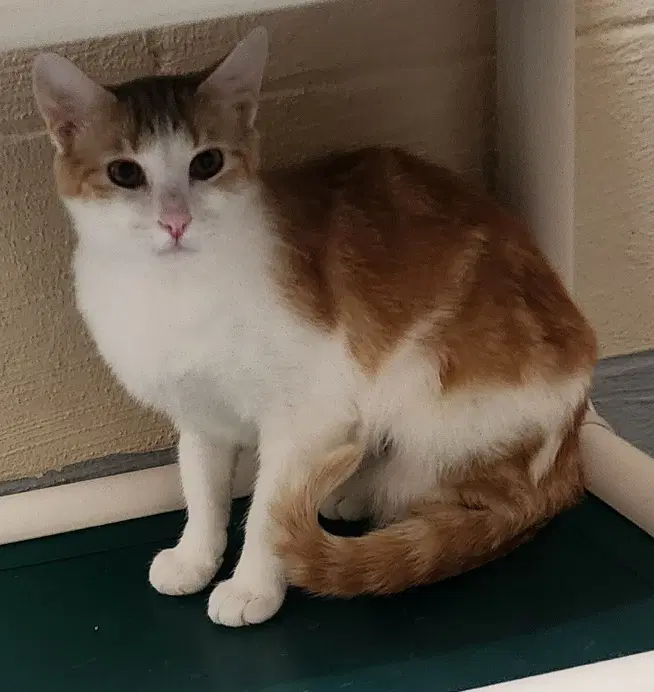 Joy - Domestic Short Hair