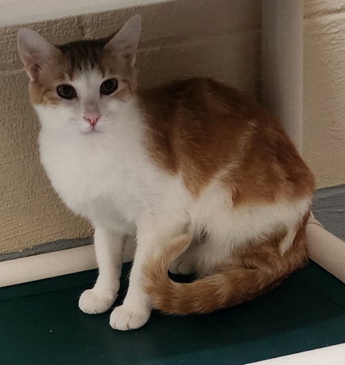 picture of the cat needing adoption