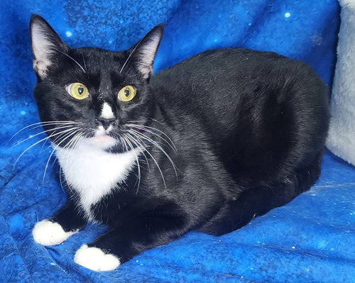 picture of the cat needing adoption