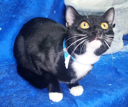 picture of the cat needing adoption
