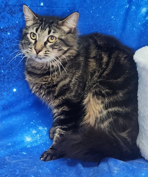 picture of the cat needing adoption