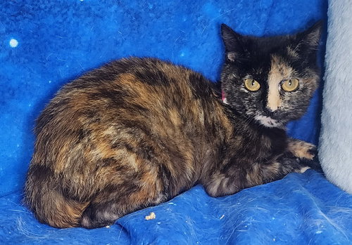 260127  Crescent, an adoptable Domestic Short Hair in Wetumpka, AL