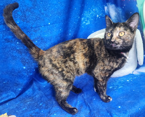 picture of the cat needing adoption