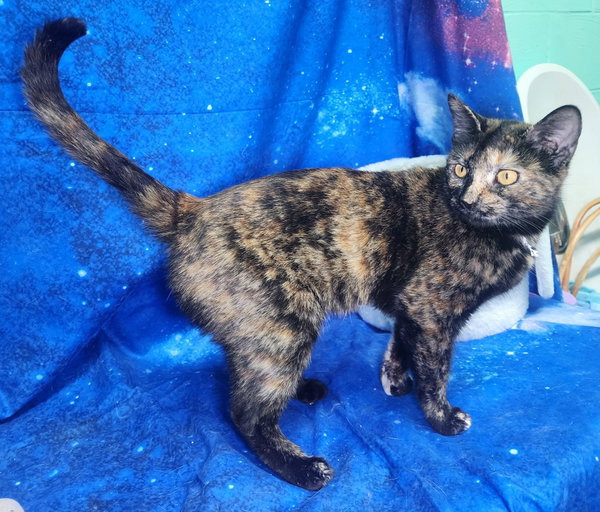 260149  Millicent