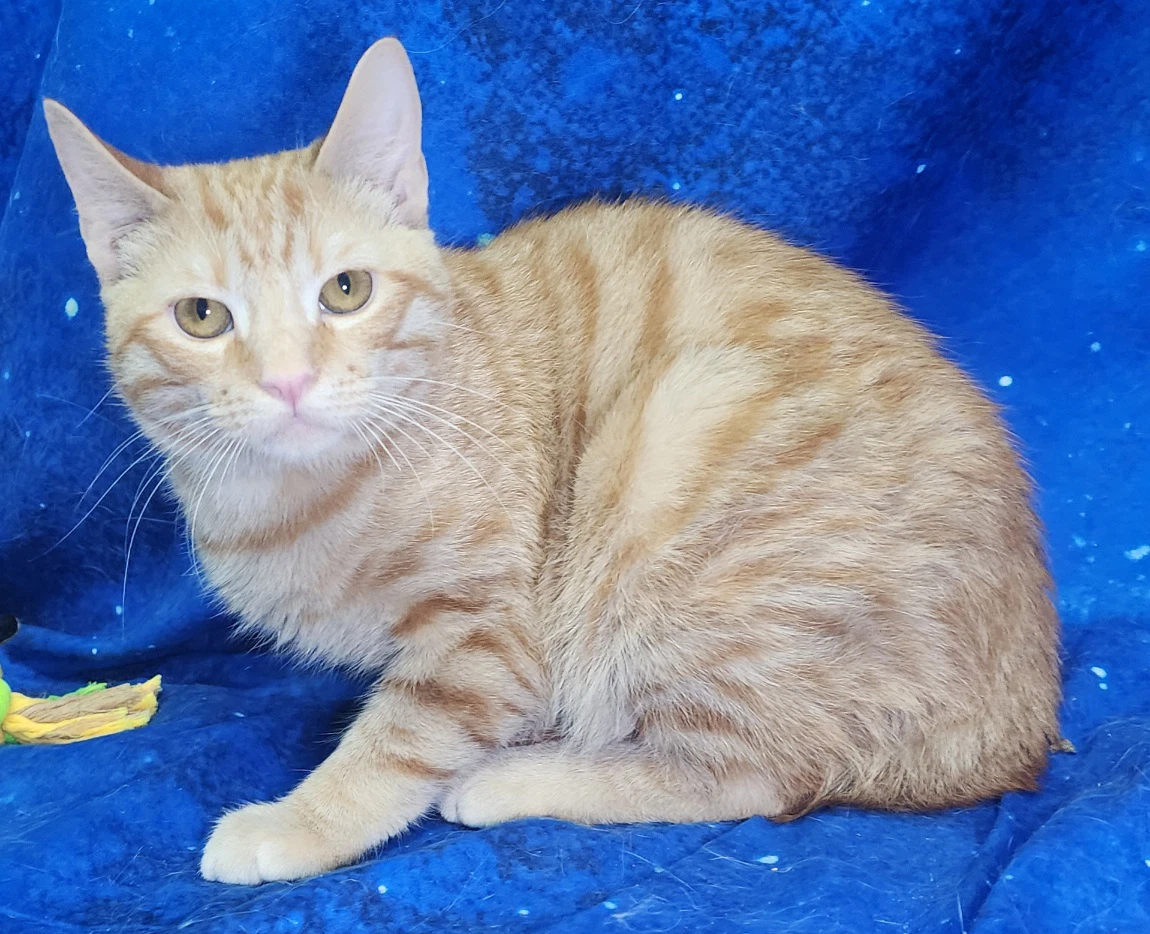 Leo