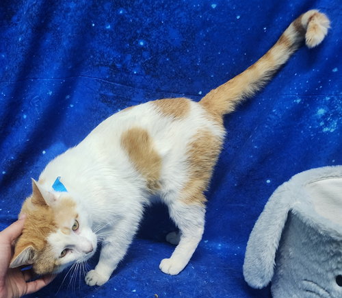 260191  Colby Jack, an adoptable Domestic Short Hair in Wetumpka, AL