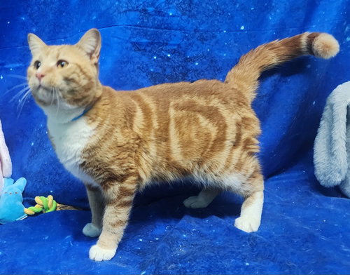 picture of the cat needing adoption