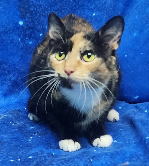 260256  Delilah, an adoptable Domestic Short Hair in Wetumpka, AL