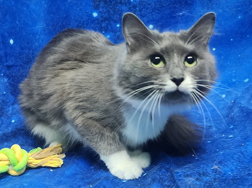260275  BooBoo, an adoptable Domestic Medium Hair in Wetumpka, AL