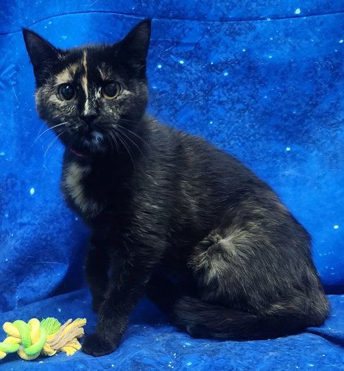 260334  Roulette, an adoptable Domestic Short Hair in Wetumpka, AL
