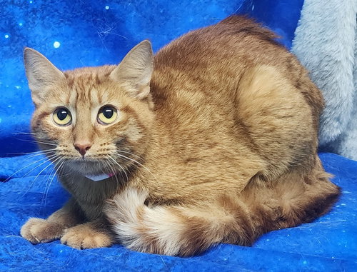 260338  Tabitha, Young Domestic Short Hair / Mixed (short coat), cat for adoption in Auburn, Alabama