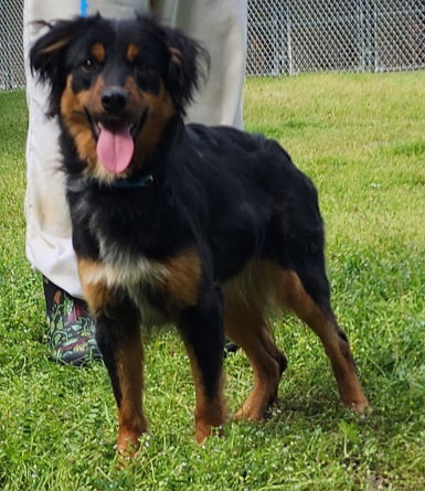 260345 Val, an adoptable Australian Shepherd in Wetumpka, AL