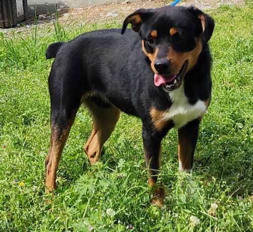 picture of the dog needing adoption