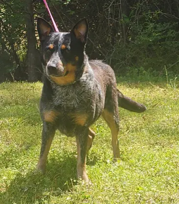 Bama - Australian Cattle Dog/Blue Heeler