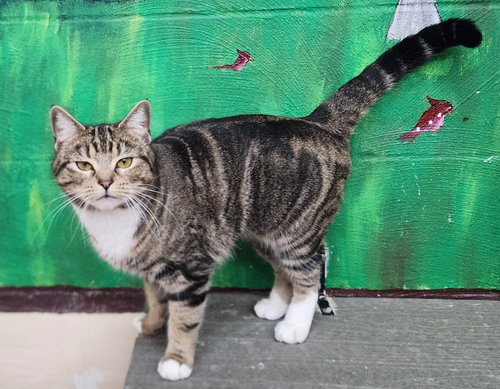 260160  Jasmine, Adult Domestic Short Hair / Mixed (short coat), cat for adoption in Auburn, Alabama
