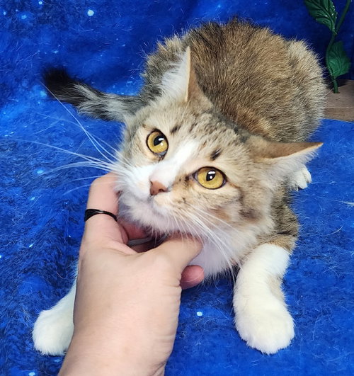 260245  Pixie, Adult Domestic Medium Hair / Mixed (short coat), cat for adoption in Auburn, Alabama