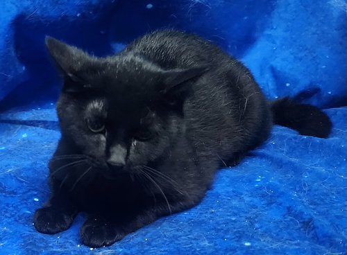260334  Slots, Adult Domestic Short Hair / Mixed (short coat), cat for adoption in Auburn, Alabama