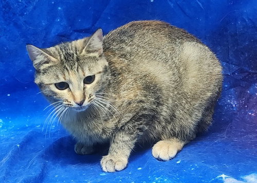251989  Sissy, Adult Domestic Short Hair / Mixed (short coat), cat for adoption in Auburn, Alabama