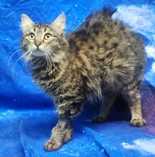 260090  Miranda, Adult Domestic Medium Hair / Mixed (medium coat), cat for adoption in Auburn, Alabama