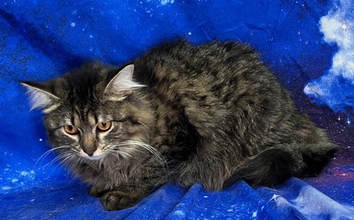 260090  Ella, Adult Domestic Medium Hair / Mixed (medium coat), cat for adoption in Auburn, Alabama