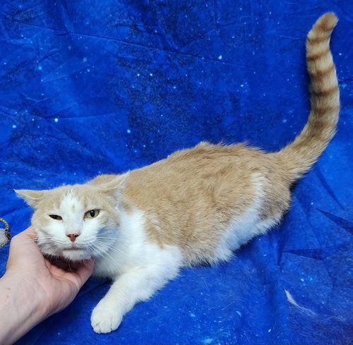 260125  Dale, Adult Domestic Short Hair / Mixed (short coat), cat for adoption in Auburn, Alabama